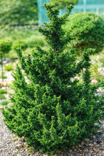 Туя західна Малоніана Холуб|Thuja occidentalis Malonyana Holub|Туя западная Малониана Холуб 